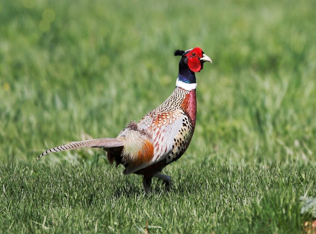 AI gaming experience